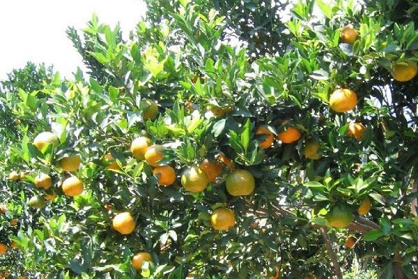 Potensi-Buah-Jeruk-di-Kecamatan-Bangorejo-Prospektif-Dikembangkan