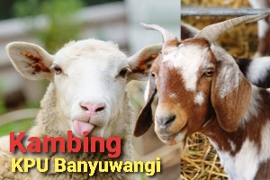 Hadiah-Kambing-Jadi-Idola,-Masyarakat-Antusias-Ikuti-Jalan-Sehat-KPU-Banyuwangi,-Dilapangan-Sambimulyo
